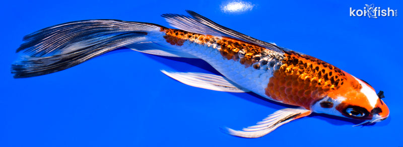 7.5" GINRIN BENI GINGA BUTTERFLY