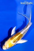 5.25" ARAGOKE KUJAKU BUTTERFLY