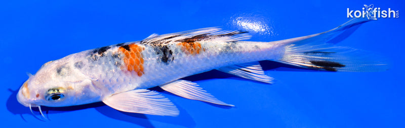 6" YAMATO NISHIKI BUTTERFLY