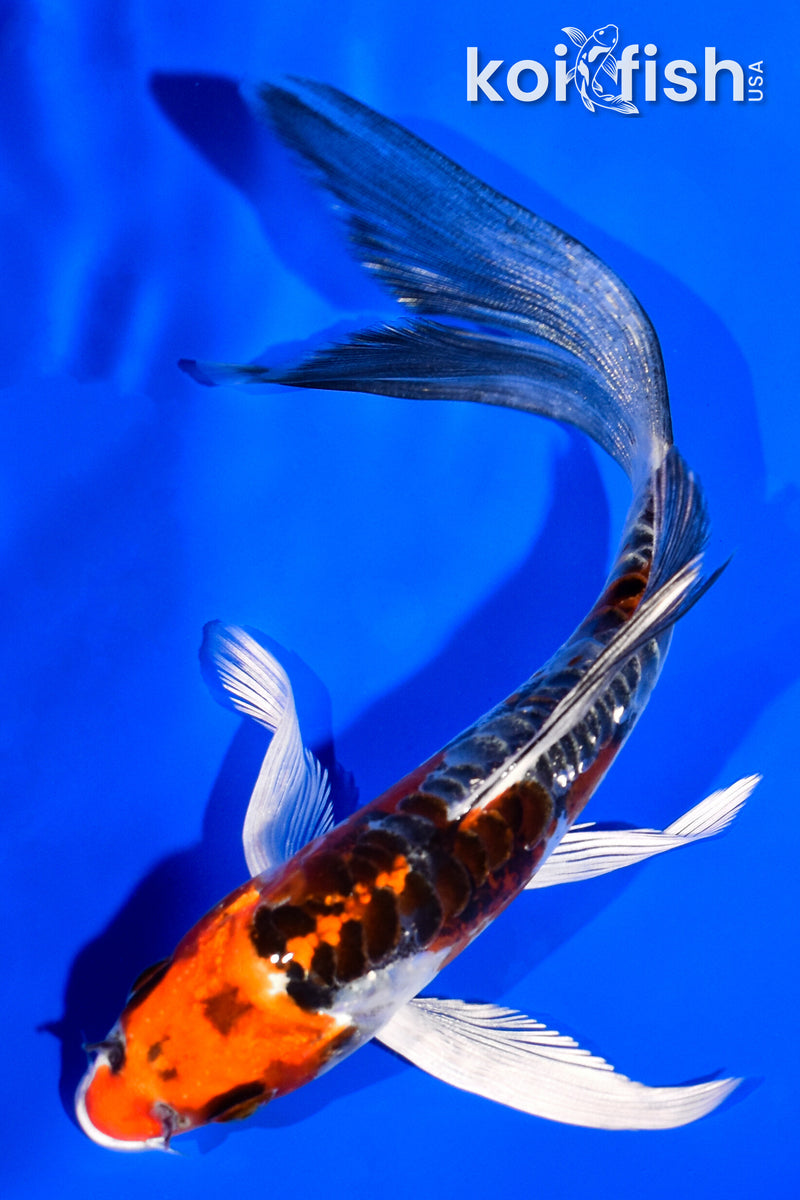 5.75" BENI KIKOKURYU BUTTERFLY