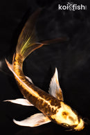 6.75" ARAGOKE KIN KIKOKURYU BUTTERFLY