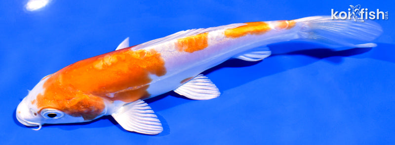 6.25" KIKUSUI