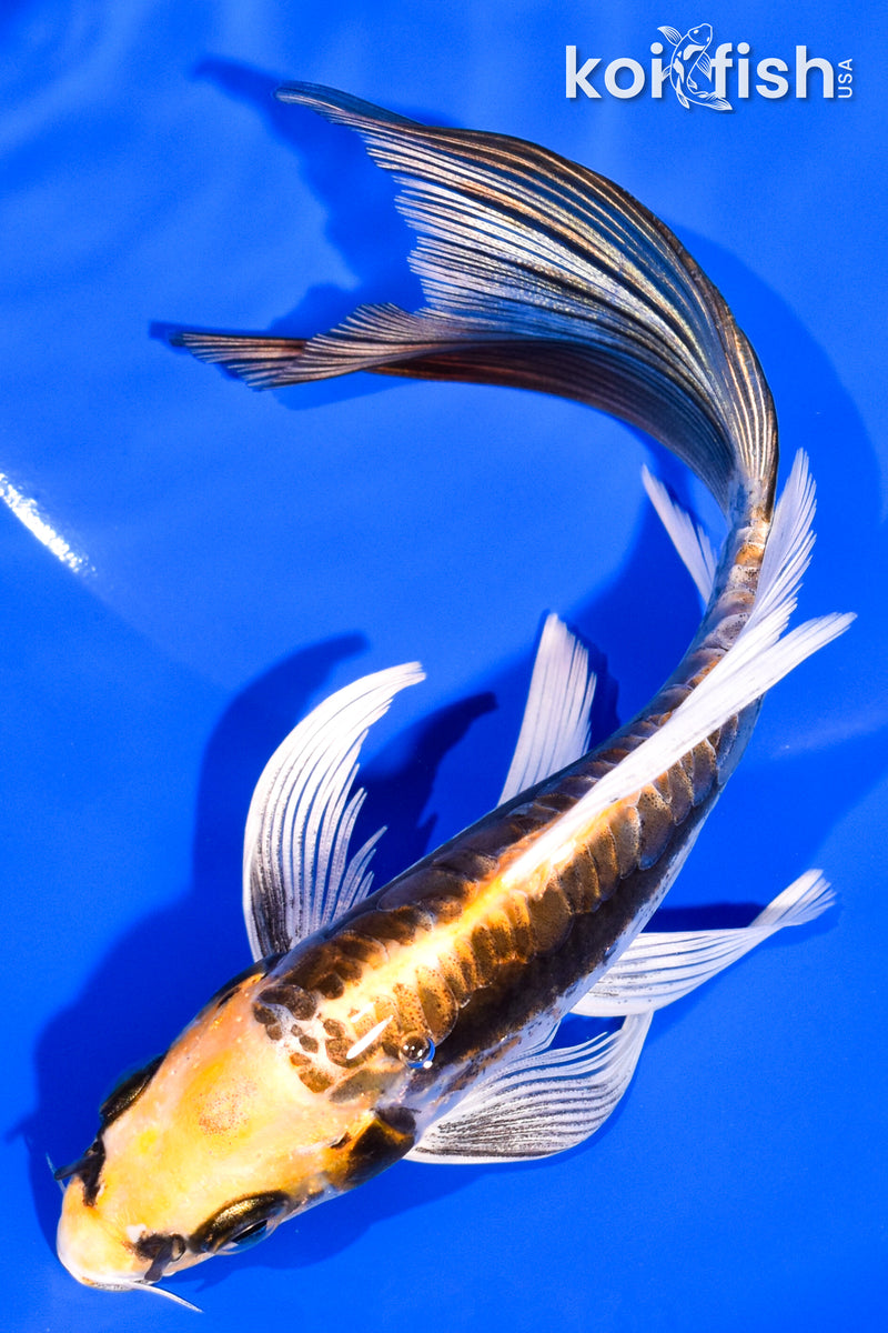 6.5" ARAGOKE KIN KIKOKURYU BUTTERFLY