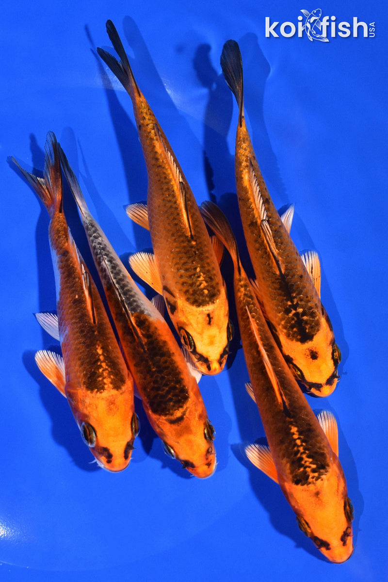 PACK OF (5) 4-5" STANDARD KOI