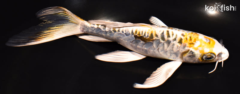 7.25" ARAGOKE KIN KIKOKURYU BUTTERFLY