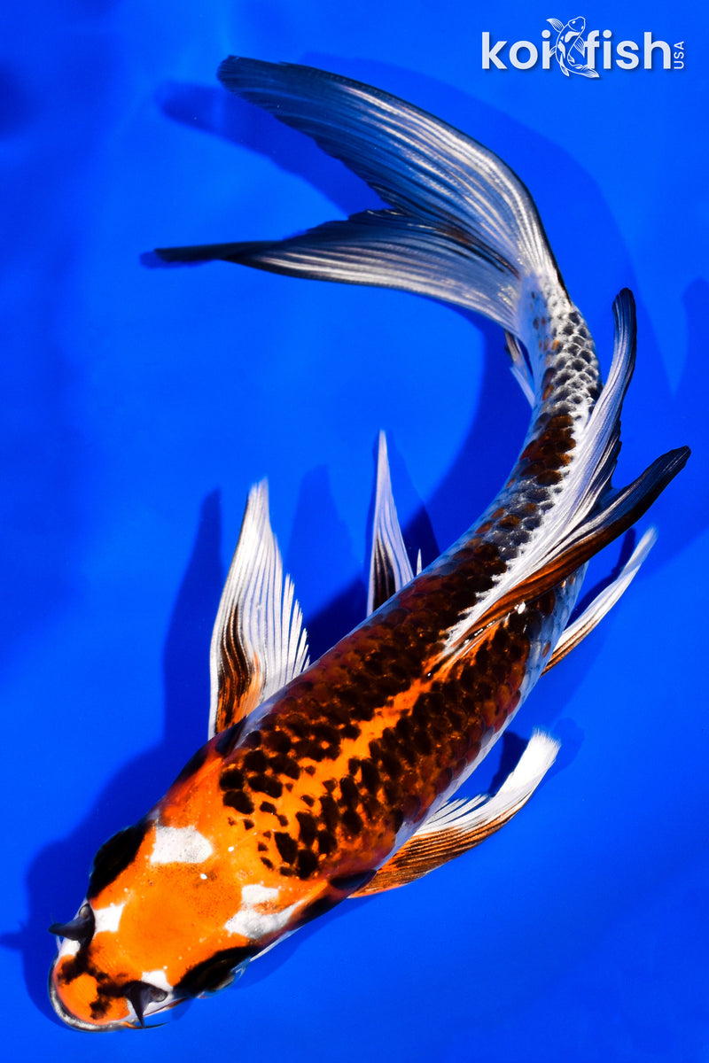 7" KUJAKU BUTTERFLY