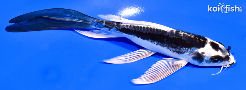 6" KIKOKURYU BUTTERFLY