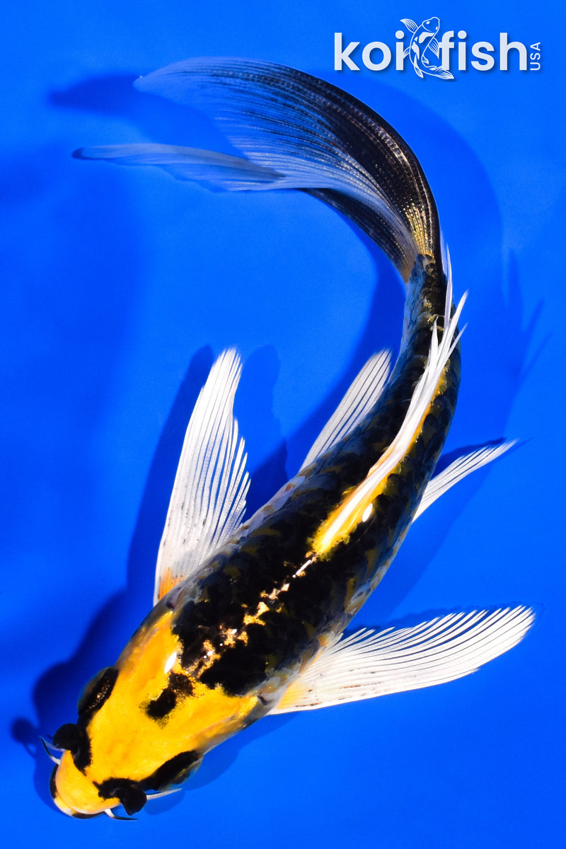 5.75" KIN KIKOKURYU BUTTERFLY