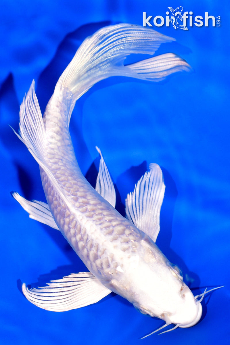 6.25" PLATINUM OGON BUTTERFLY