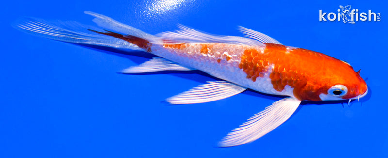 4.75" GINRIN HARIWAKE BUTTERFLY