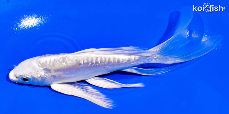 5.25" DOITSU PLATINUM OGON BUTTERFLY