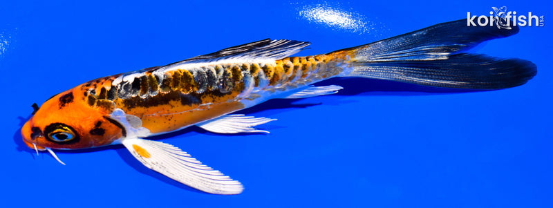 5.75" BENI KIKOKURYU BUTTTERFLY