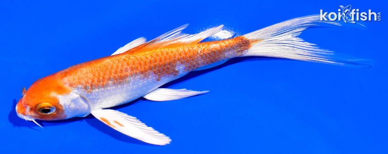 5.25" HARIWAKE BUTTERFLY