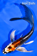 6" BENI GINGA BUTTERFLY