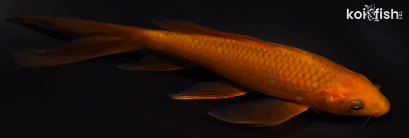 5.25" CHAGOI BUTTERFLY