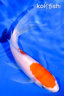 5.25" NIDAN KOHAKU BUTTERFLY