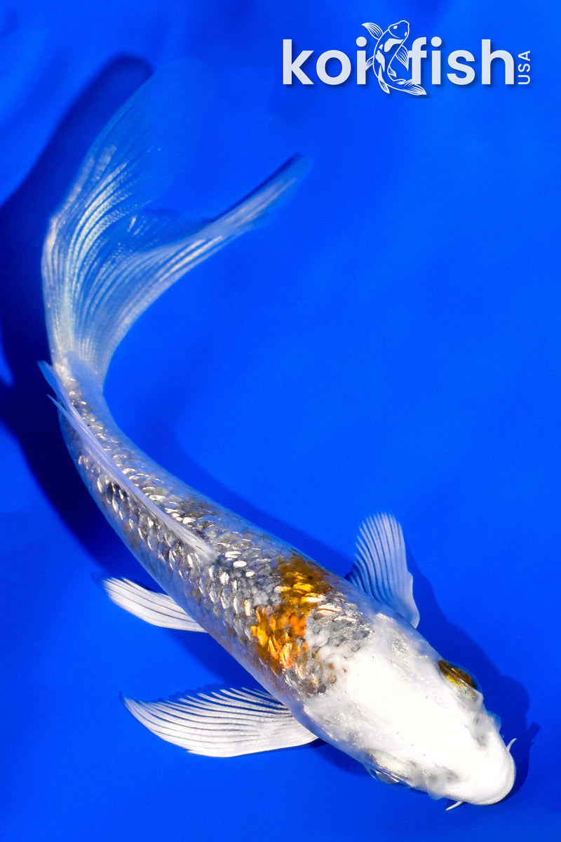 4" GINRIN KUJAKU BUTTERFLY