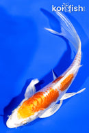 5.25" KIKUSUI BUTTERFLY