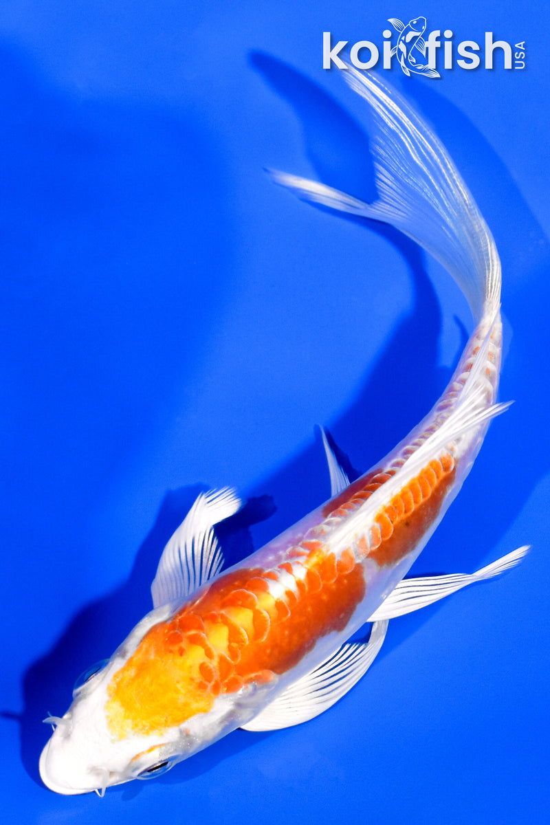 5.25" KIKUSUI BUTTERFLY