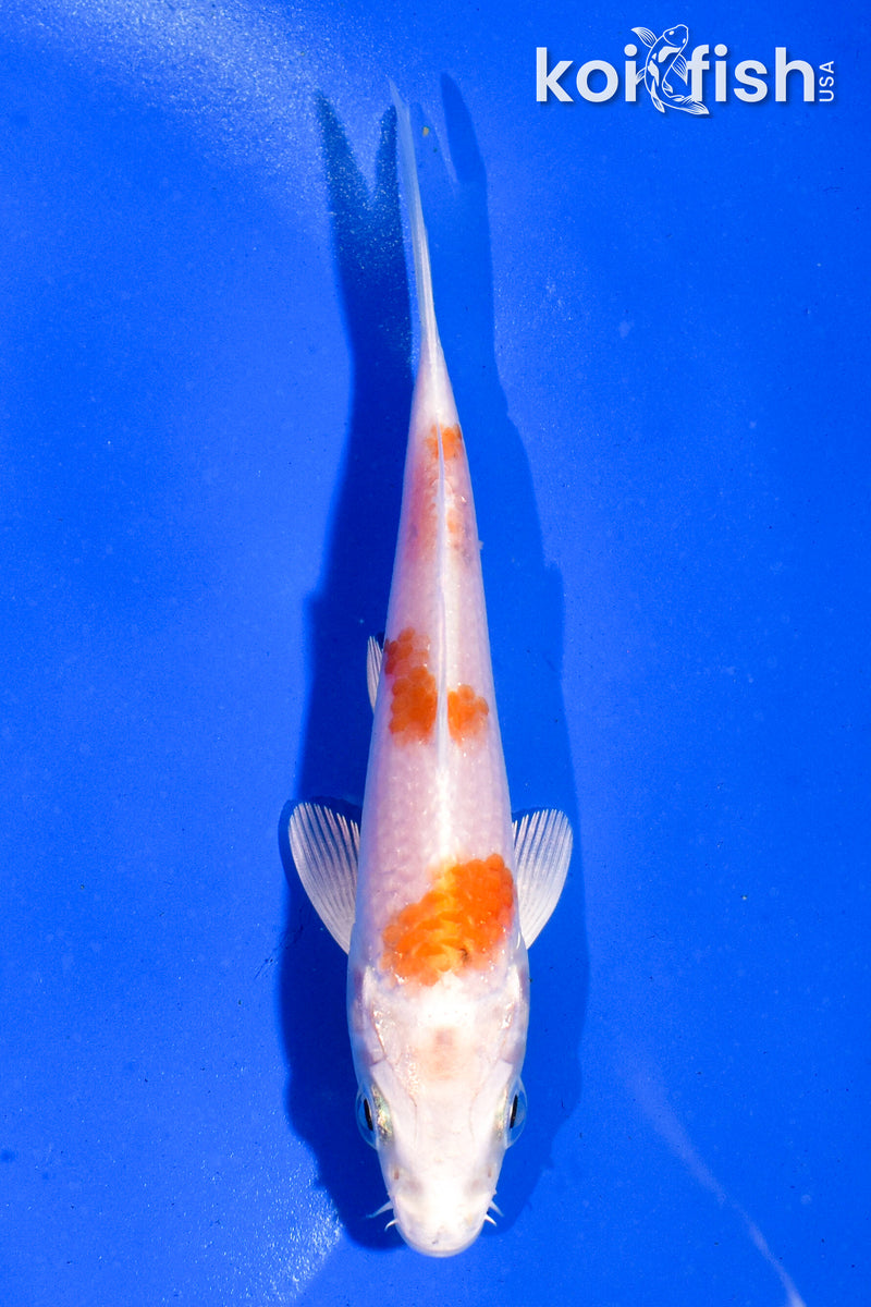 4.5" HARIWAKE