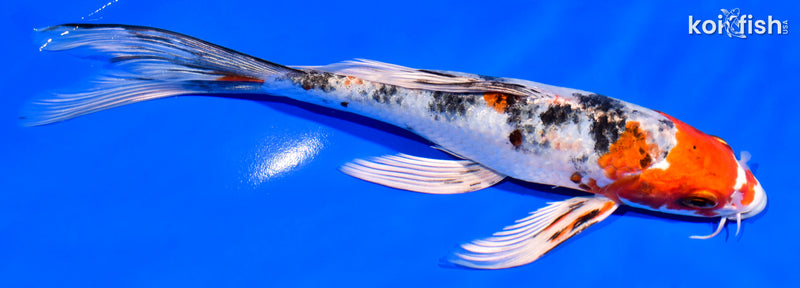 8" YAMATO NISHIKI BUTTERFLY