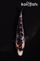 4.25" BENI MATSUKAWABKE