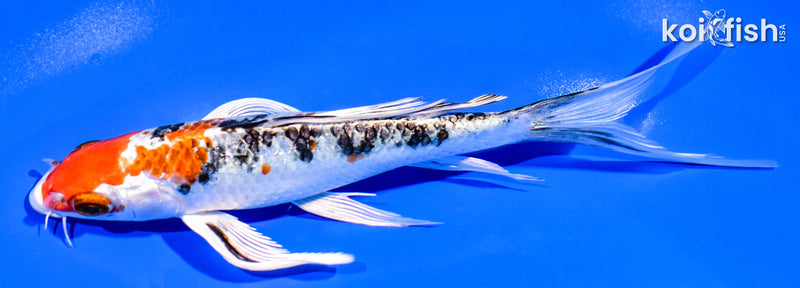 7.25" YAMATO NISHIKI BUTTERFLY