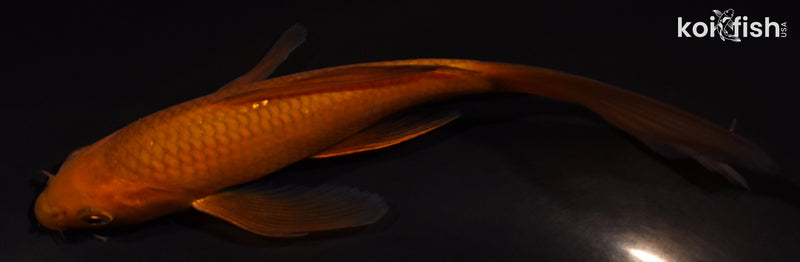 5.25" CHAGOI BUTTERFLY