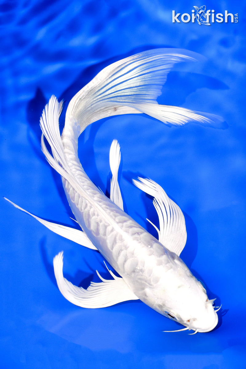 8.25" DOITSU PLATINUM OGON BUTTERFLY