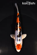 5.75" BENI KIKOKURYU