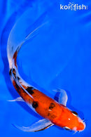 6" YAMATO NISHIKI BUTTERFLY