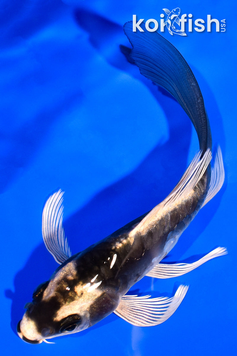 5.25" KABUTO BUTTERFLY