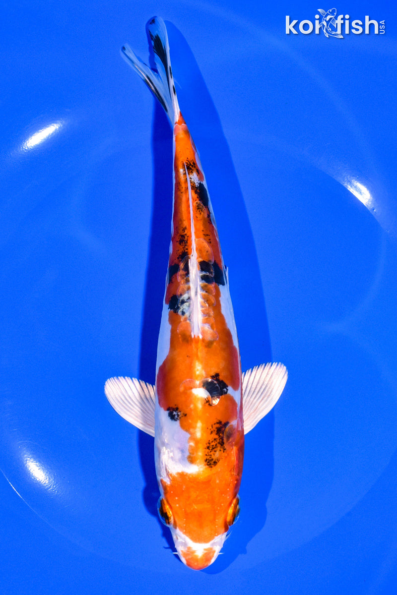 7.5" HEISEI NISHIKI