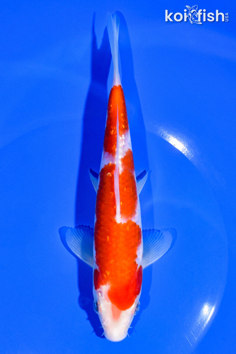 6.75" KOHAKU