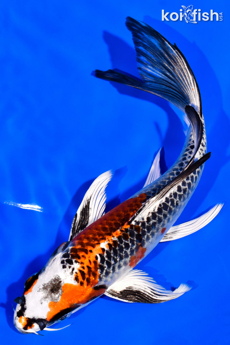 7" KUJAKU BUTTERFLY