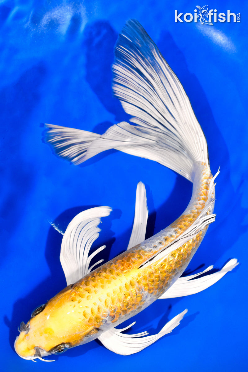 11.5" GINRIN KUJAKU BUTTERFLY