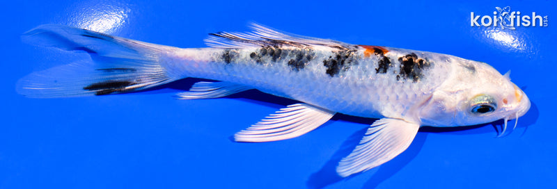 6" YAMATO NISHIKI BUTTERFLY