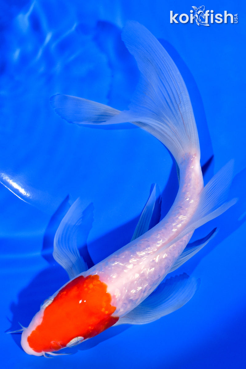 7.75" GINRIN KOHAKU BUTTERFLY