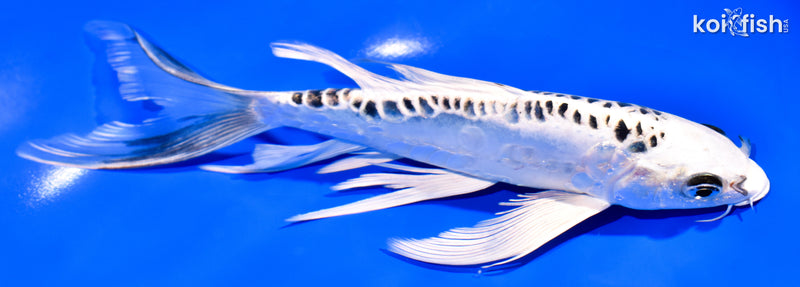 7.75" DOITSU GIN MATSUBA BUTTERFLY