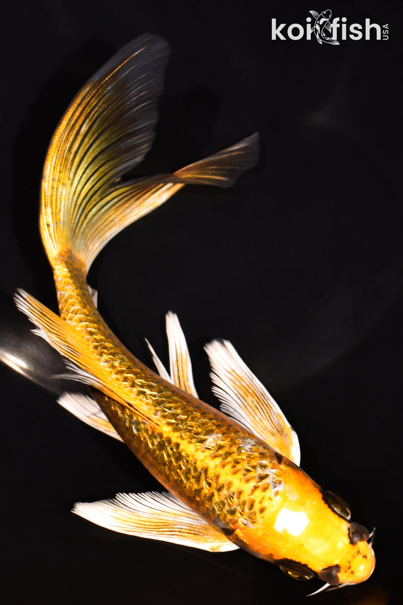 7.25" KI MATSUBA BUTTERFLY