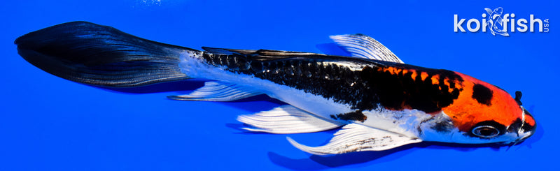 6.5" BENI KIKOKURYU BUTTERFLY