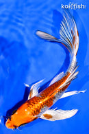 7.75" KUJAKU BUTTERFLY