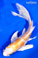 7.5" GINRIN HARIWAKE BUTTERFLY