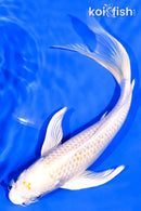 7.25" HARIWAKE BUTTERFLY