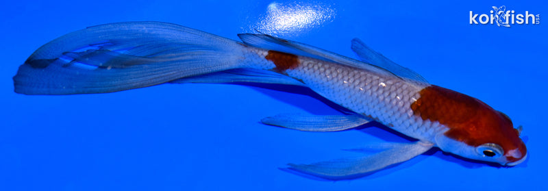 5.75" OCHIBA SHIGURE BUTTERFLY