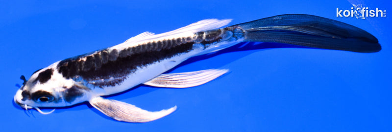 6" KIKOKURYU BUTTERFLY