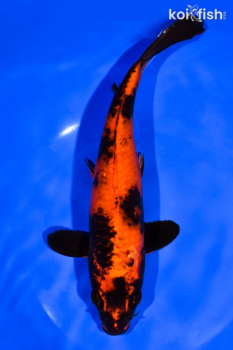 8.5" HI UTSURI