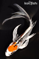 6.25" DOITSU KUJAKU BUTTERFLY