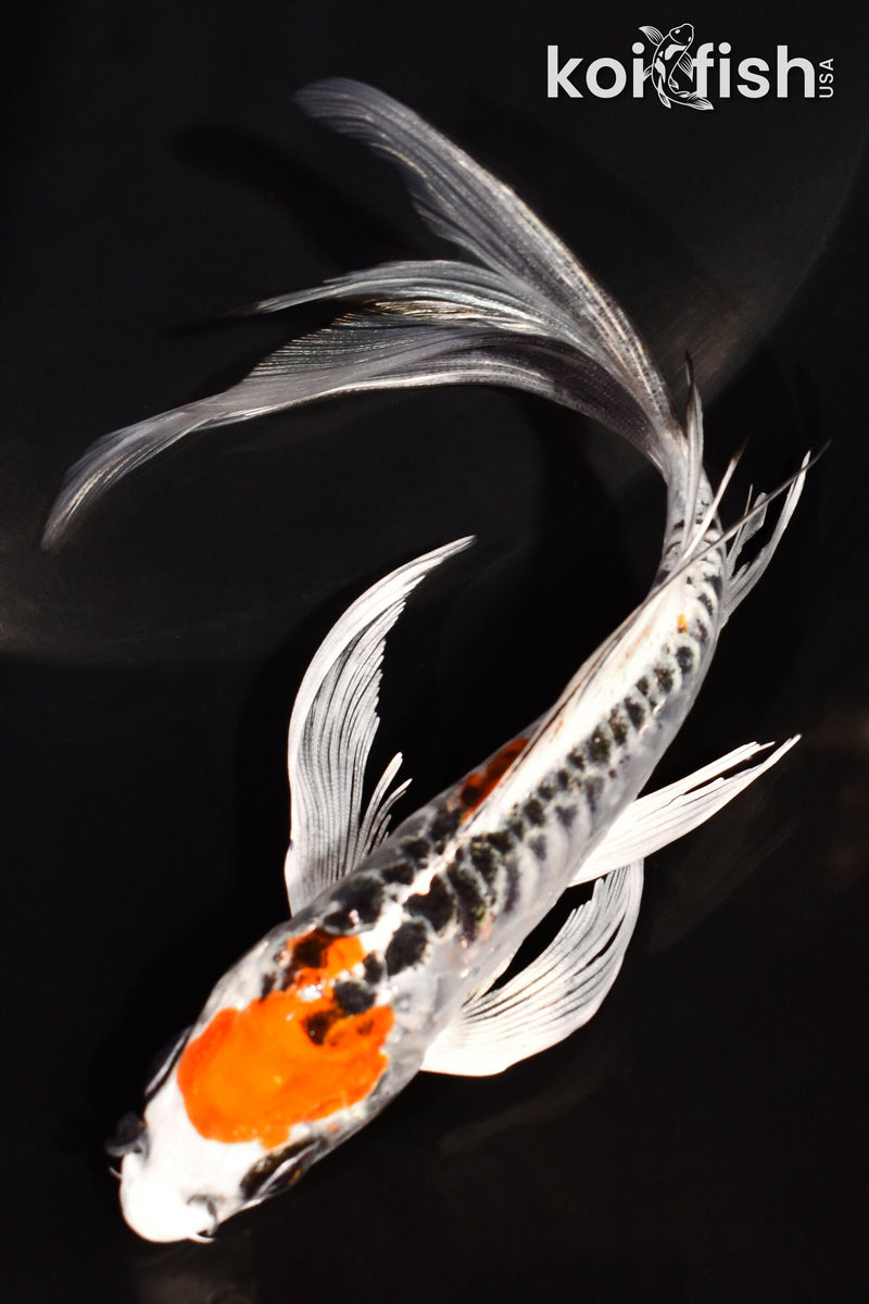 6.25" DOITSU KUJAKU BUTTERFLY