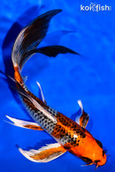 7.5" BENI GINGA BUTTERFLY